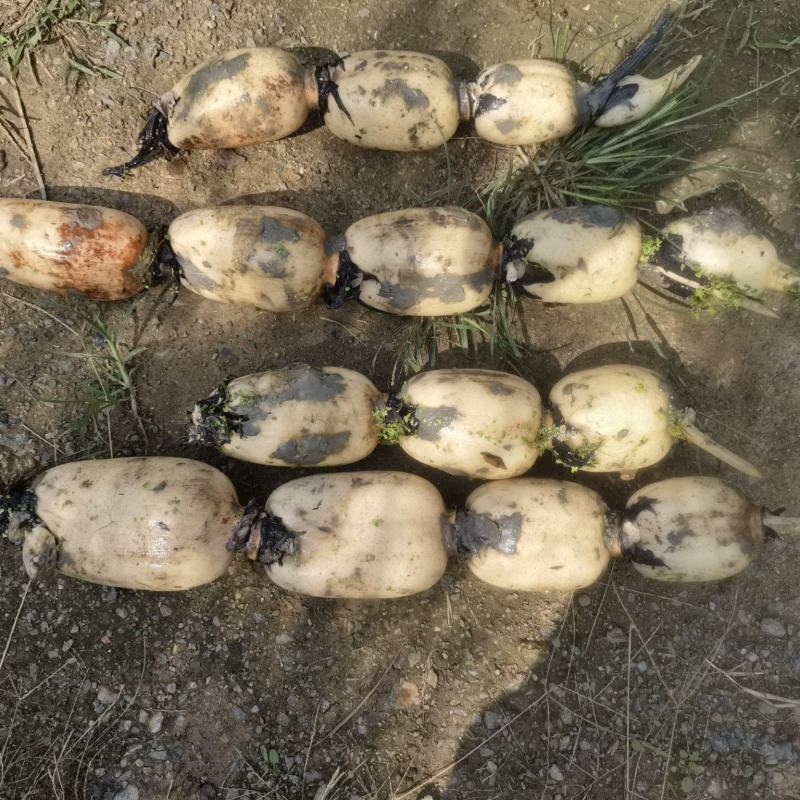 莲藕基地直供，品质保证，对接全国各地市场商超批发商