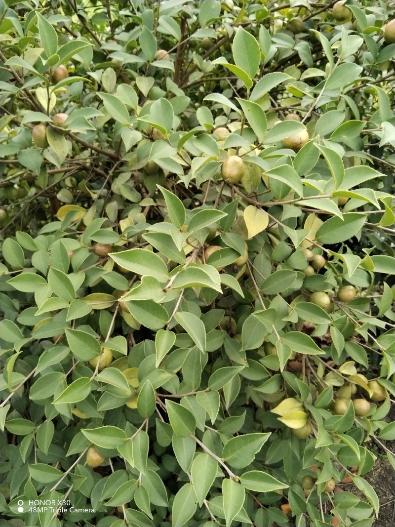 高山山茶籽，岀油率高，大量上市