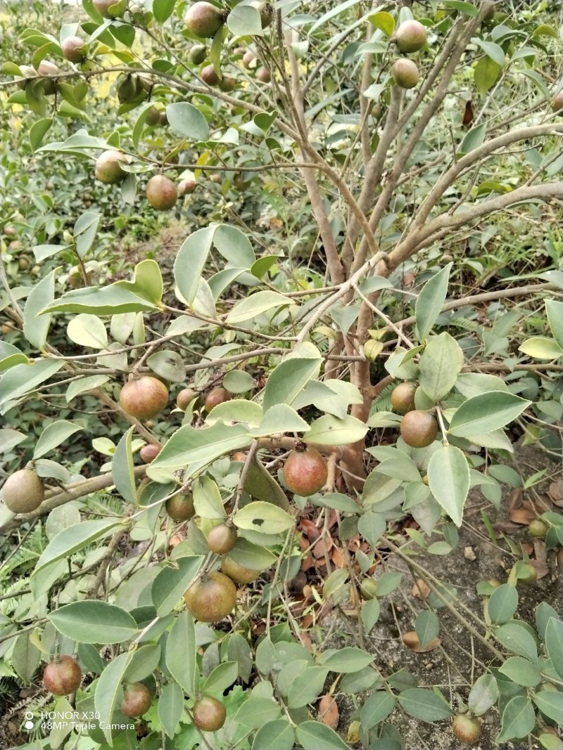 高山山茶籽，岀油率高，大量上市