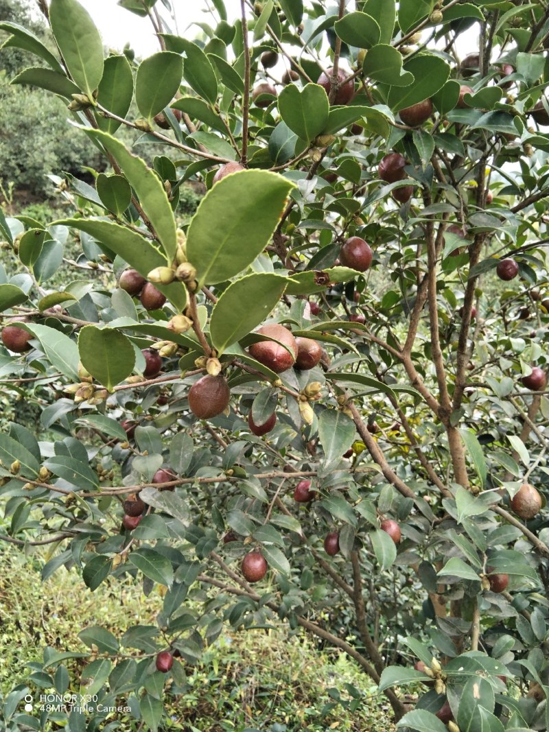 高山山茶籽，岀油率高，大量上市
