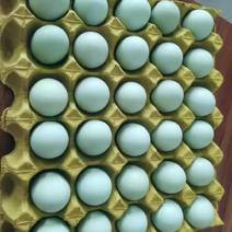 超大蛋黄双绿壳鸡蛋乌鸡蛋精品富硒五黑鸡绿壳鸡蛋