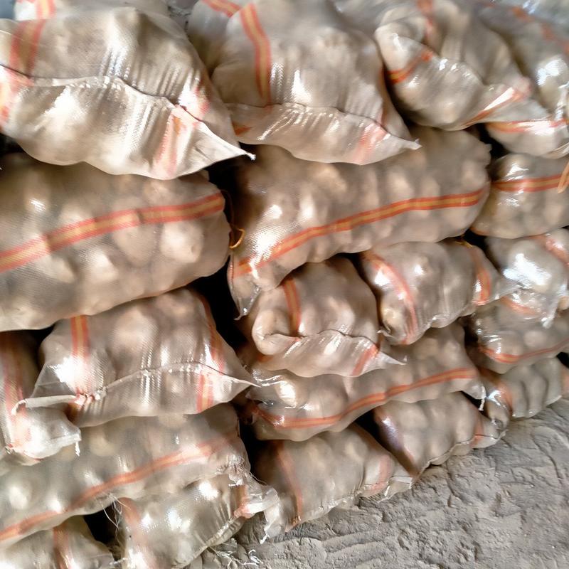 山西精品晋薯土豆种子大量上市产地一手货源欢迎来电咨询