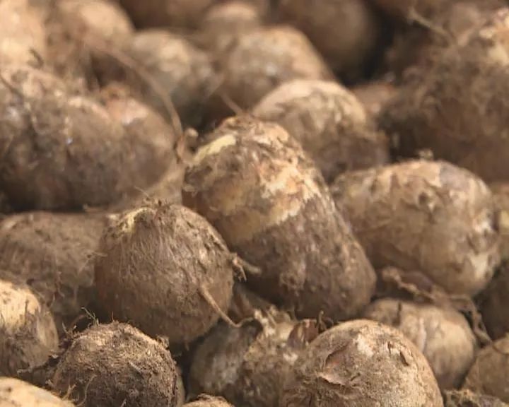 厨房中正在蒸煮的毛芋头