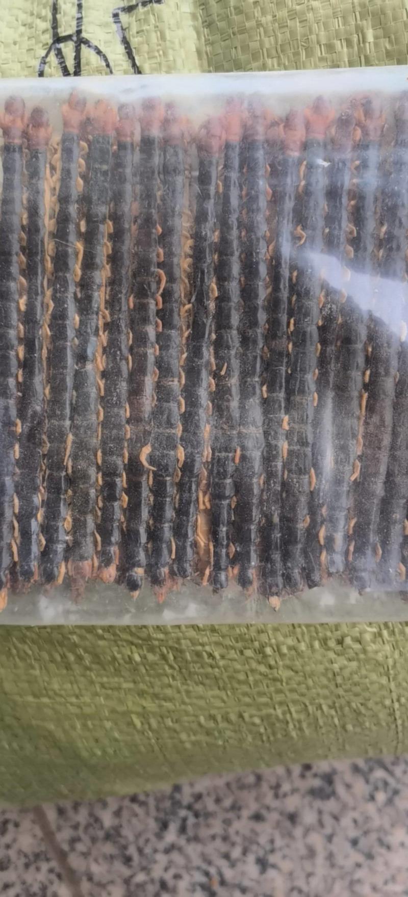 蜈蚣小条12公分蜈蚣皮关书药业批发中药材