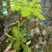 蓝花楹造型小盆景福建漳州花卉种植基地批量销售
