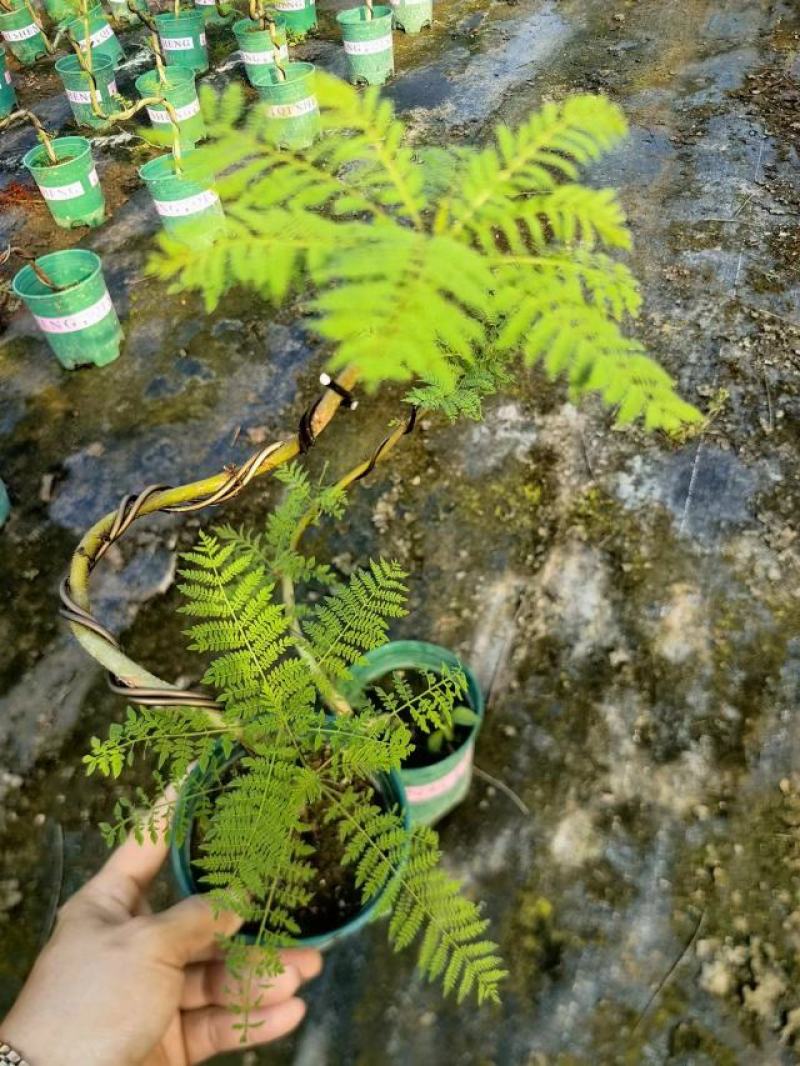 蓝花楹造型小盆景福建漳州花卉种植基地批量销售