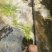 蓝花楹造型小盆景福建漳州花卉种植基地批量销售