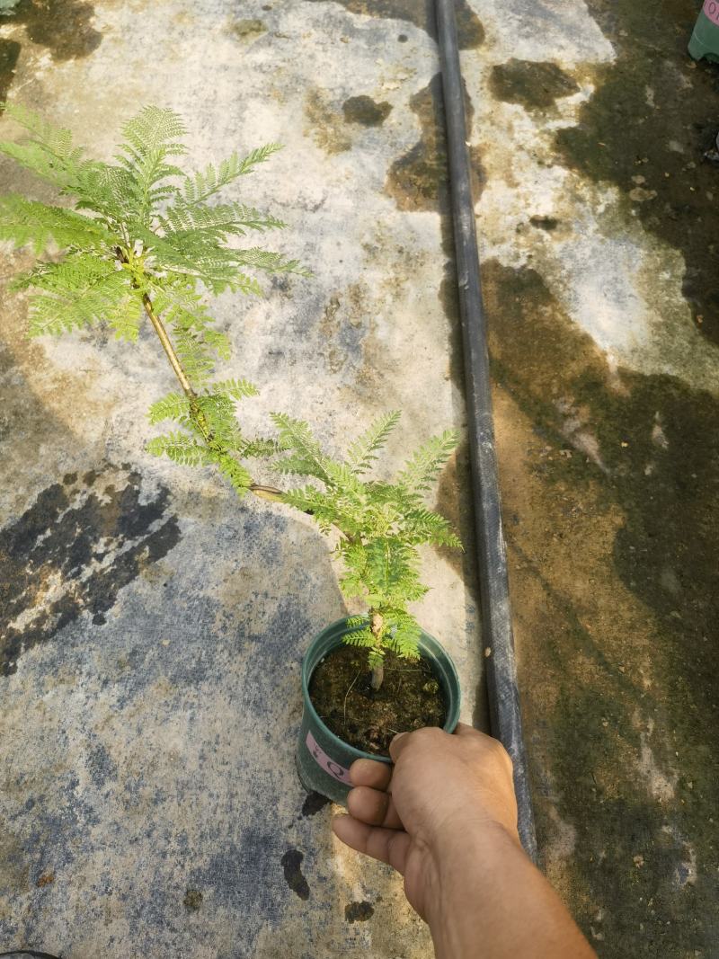 蓝花楹造型小盆景福建漳州花卉种植基地批量销售
