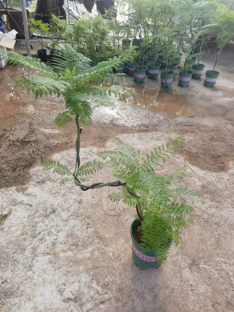 蓝花楹造型小盆景福建漳州花卉种植基地批量销售