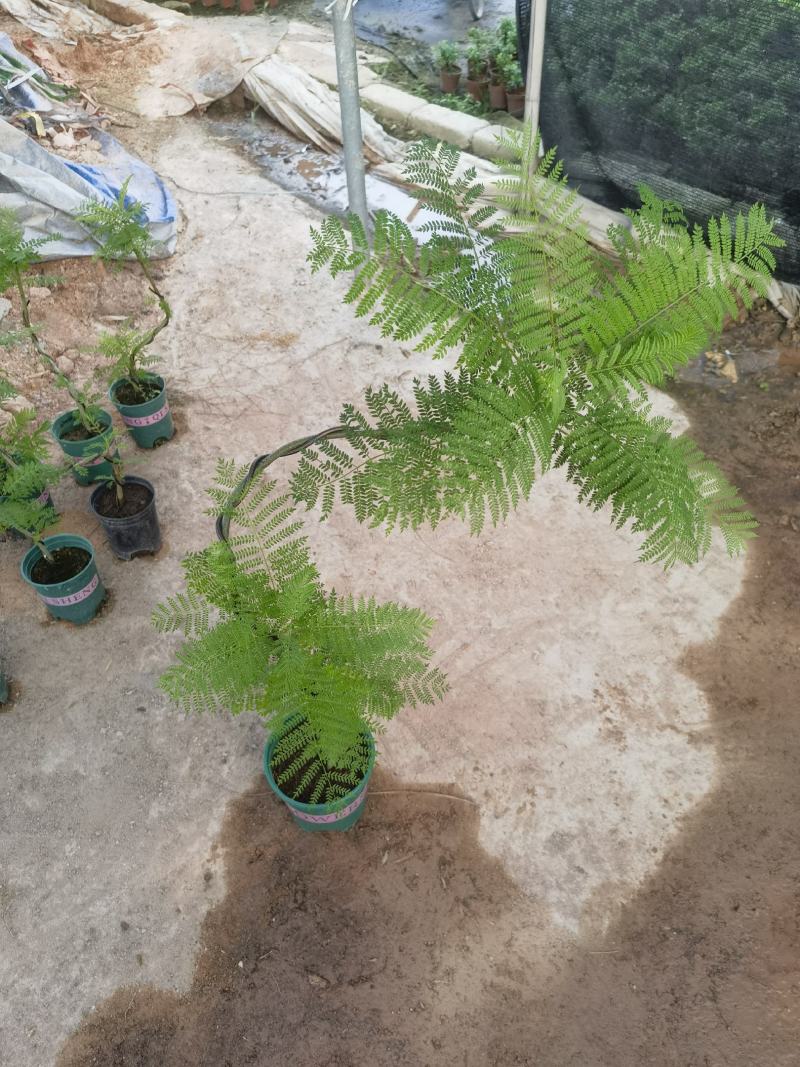 蓝花楹造型小盆景福建漳州花卉种植基地批量销售