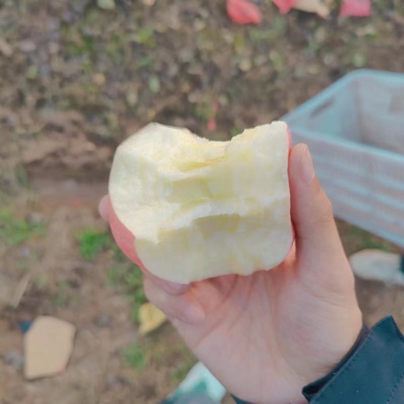 西村红苹果