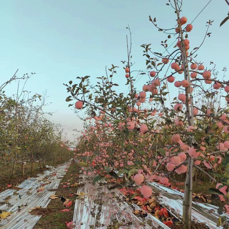 西村红苹果