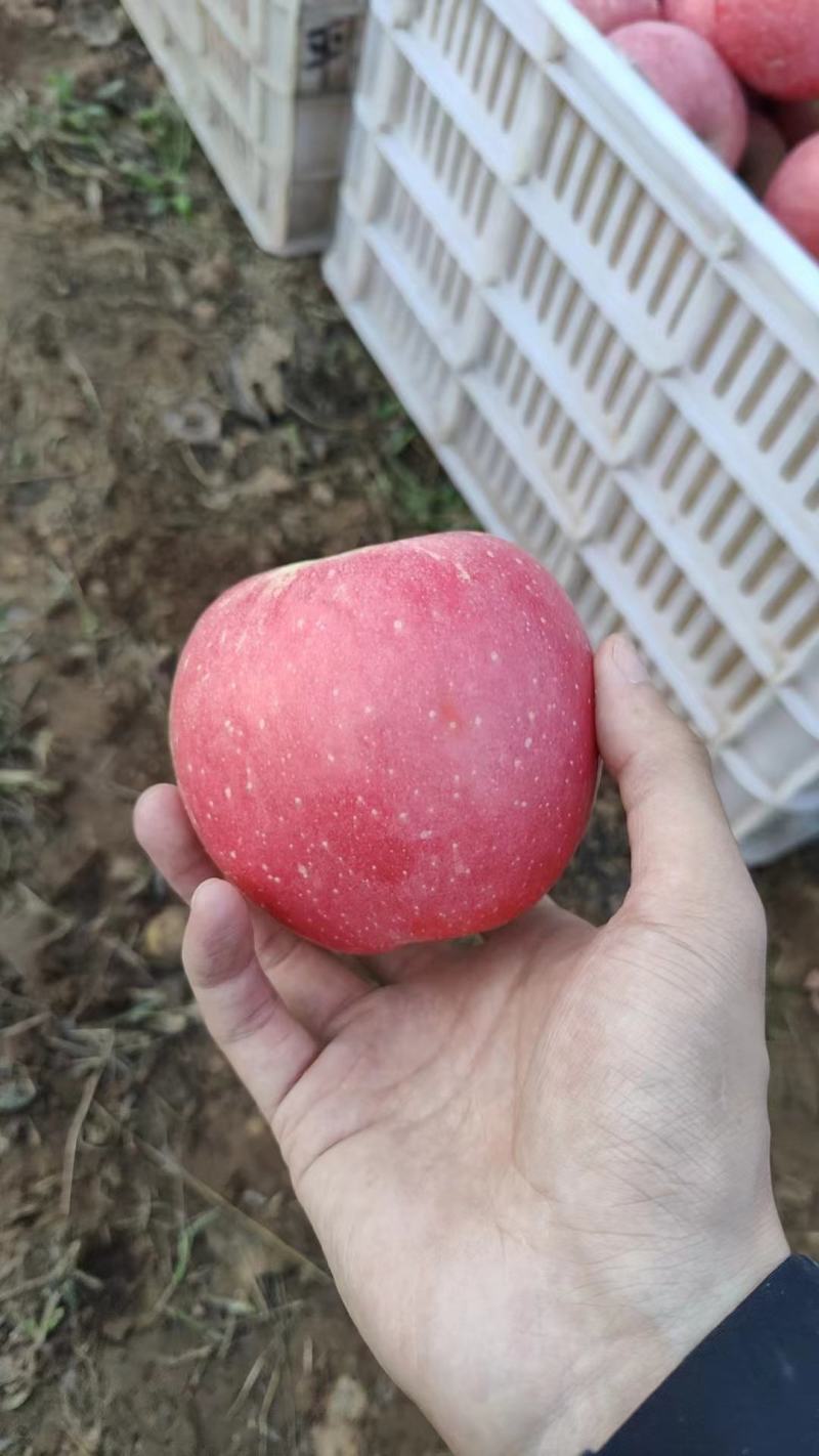 西村红苹果