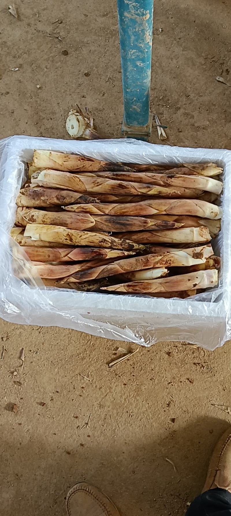 八月秋笋，现在正式上市质量好，鲜嫩可口
