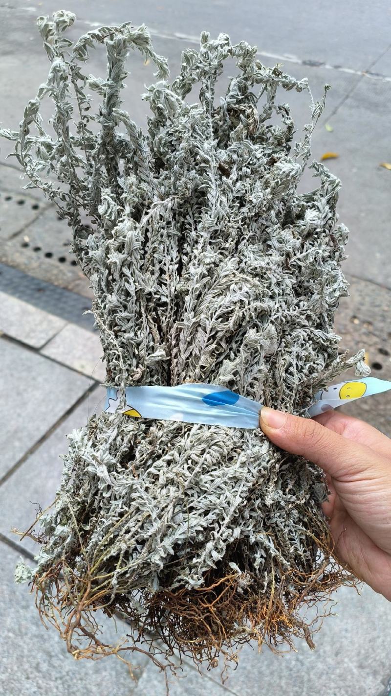 鹿茸草，千年霜，六月雪
