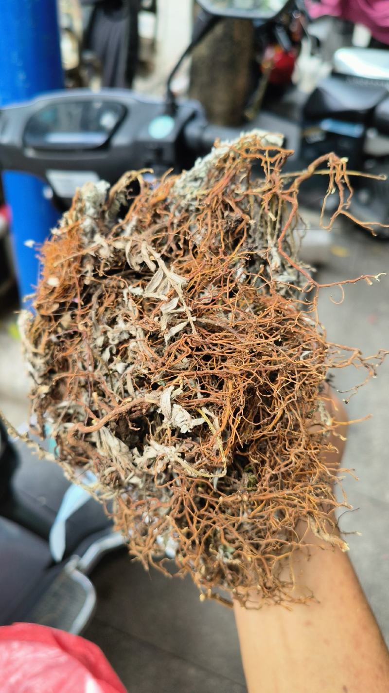 鹿茸草，千年霜，六月雪