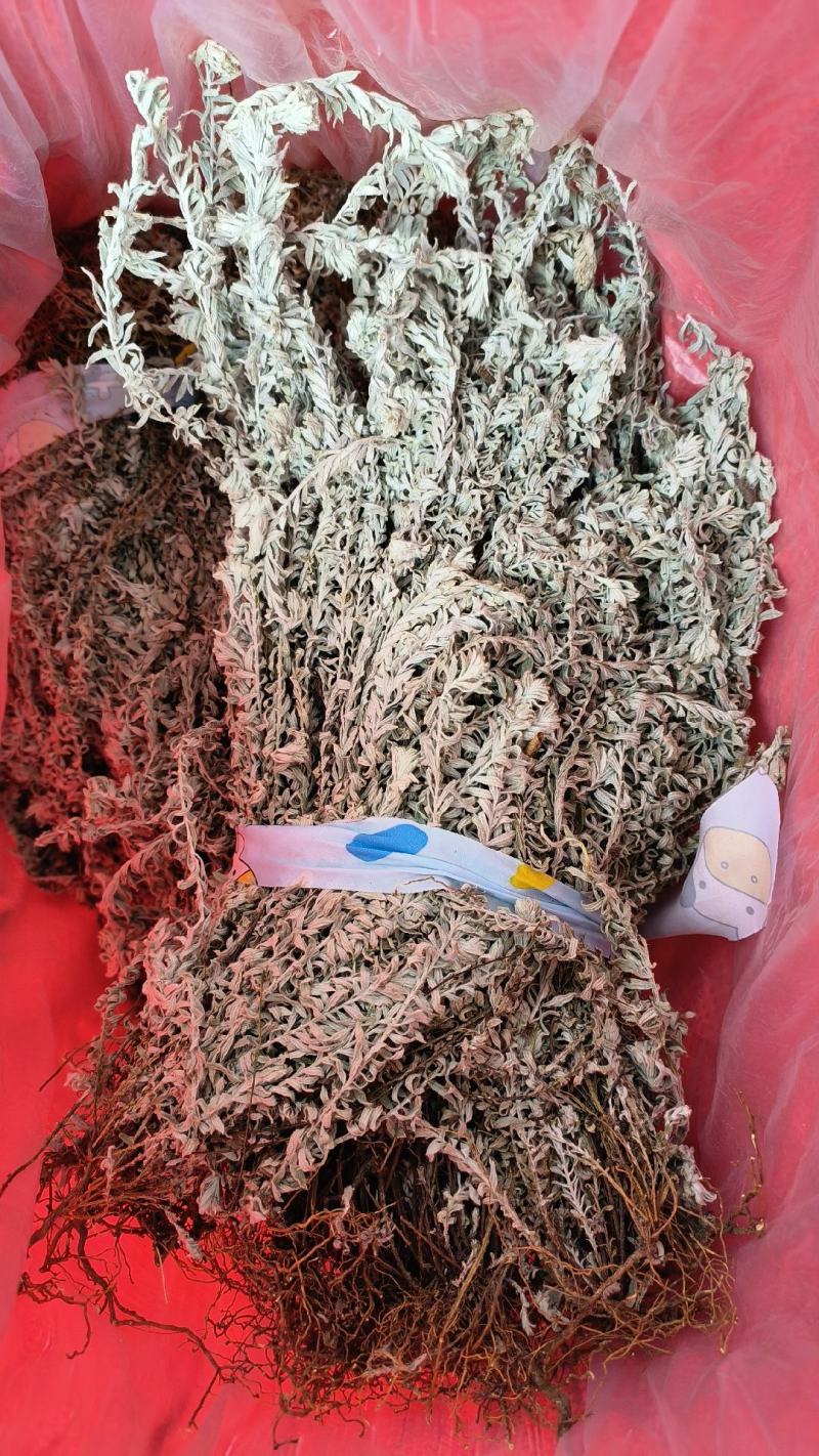 鹿茸草，千年霜，六月雪