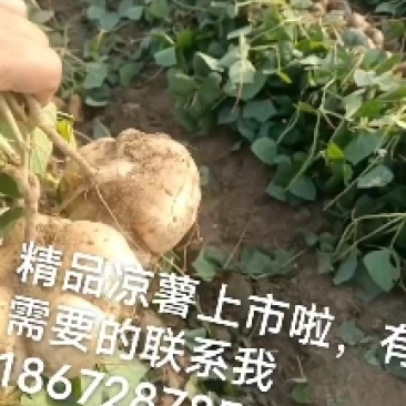 湖北凉薯热销中