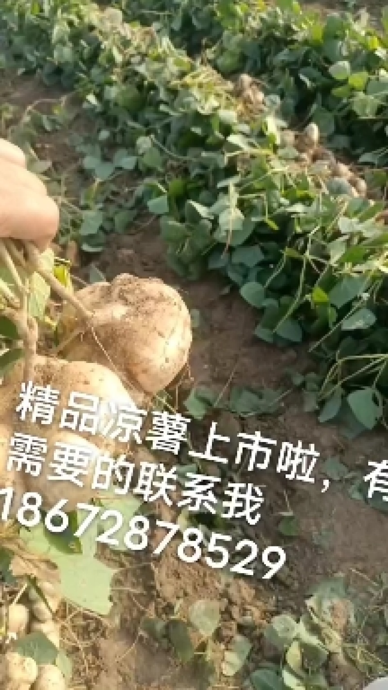 湖北凉薯热销中