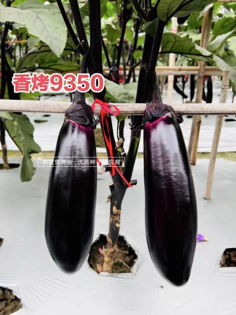 龙盛香烤9350茄子种子烧烤茄种子紫黑油亮粗棒形茄子种籽