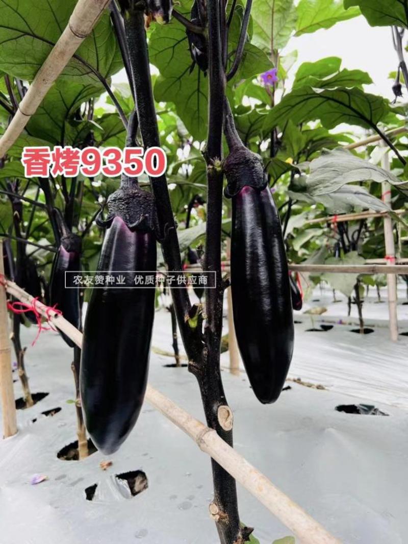 龙盛香烤9350茄子种子烧烤茄种子紫黑油亮粗棒形茄子种籽