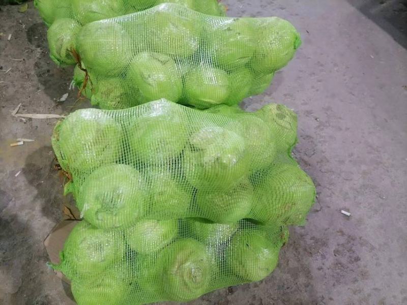 批发水果苤蓝
