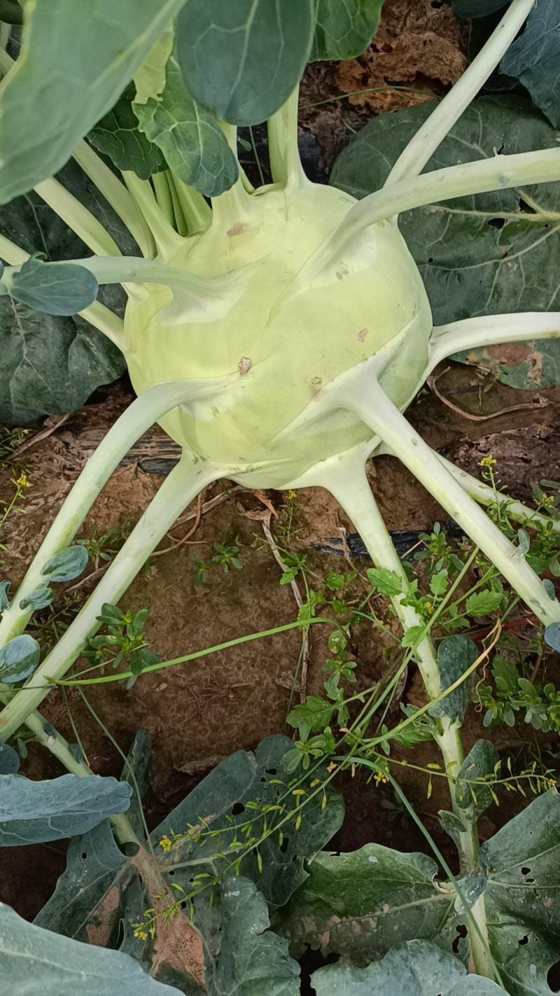 批发水果苤蓝