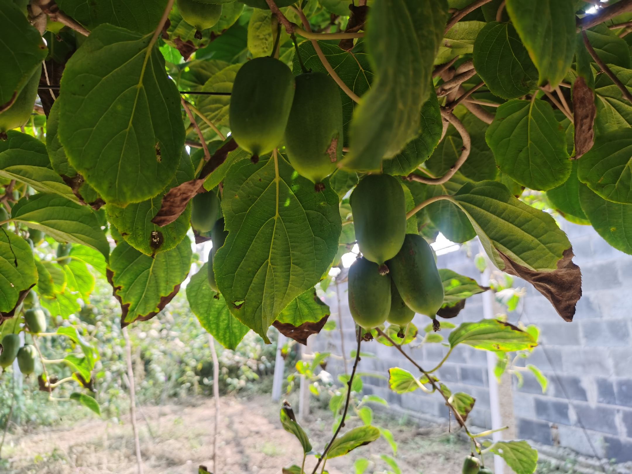 展示采摘后的软枣猕猴桃在阳光下的色泽和挑选过程,背景为果园环境 软枣猕猴桃采摘与挑选