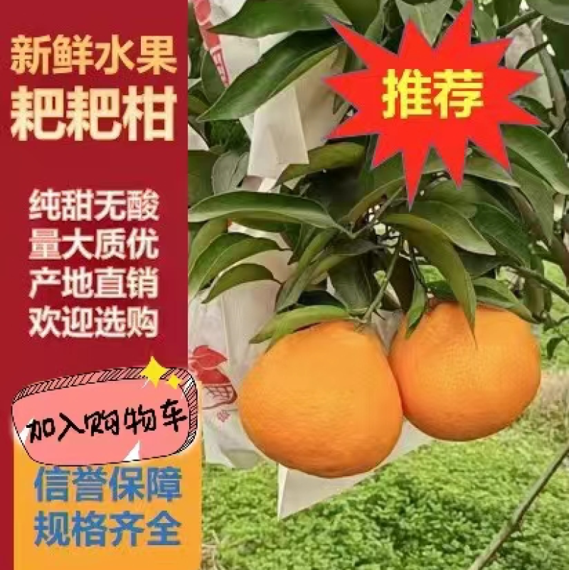 【精品】春见耙耙柑四川产地直供口感好水分足货源充足电联优惠