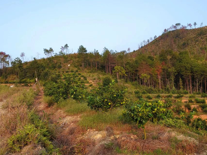 赣南山地果园风光