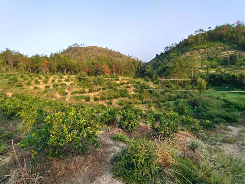 赣南脐橙协会会长在果园指导果农