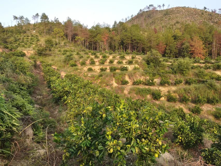 江西赣州山区的赣南脐橙果园,冬季清晨阳光洒在挂满金黄色果实的果树上,农民正在手工采摘成熟的脐橙,树下覆盖着枯叶和红壤土,远处可见丘陵地貌和薄雾 赣南脐橙果园冬季采收场景