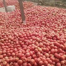 山东临沂西红柿基地，面向全国接单，支持代收，视频