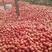 山东临沂西红柿基地，面向全国接单，支持代收代发，视频看货