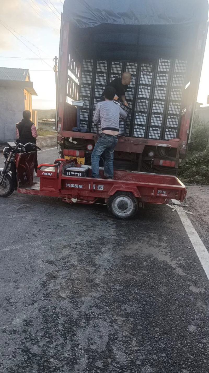 吉县红富士苹果大量有货果面干净亮度好色泽鲜艳供超市