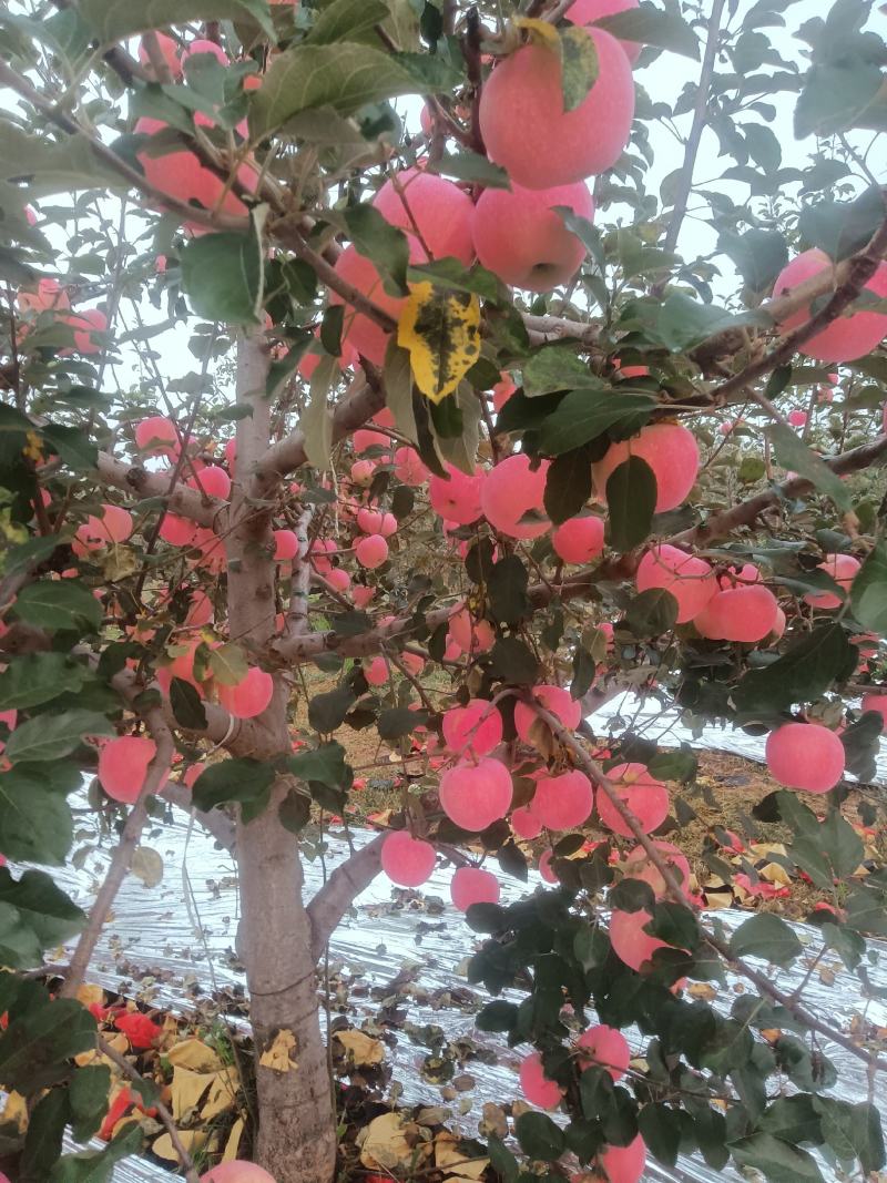 吉县红富士苹果大量有货果面干净亮度好色泽鲜艳供超市