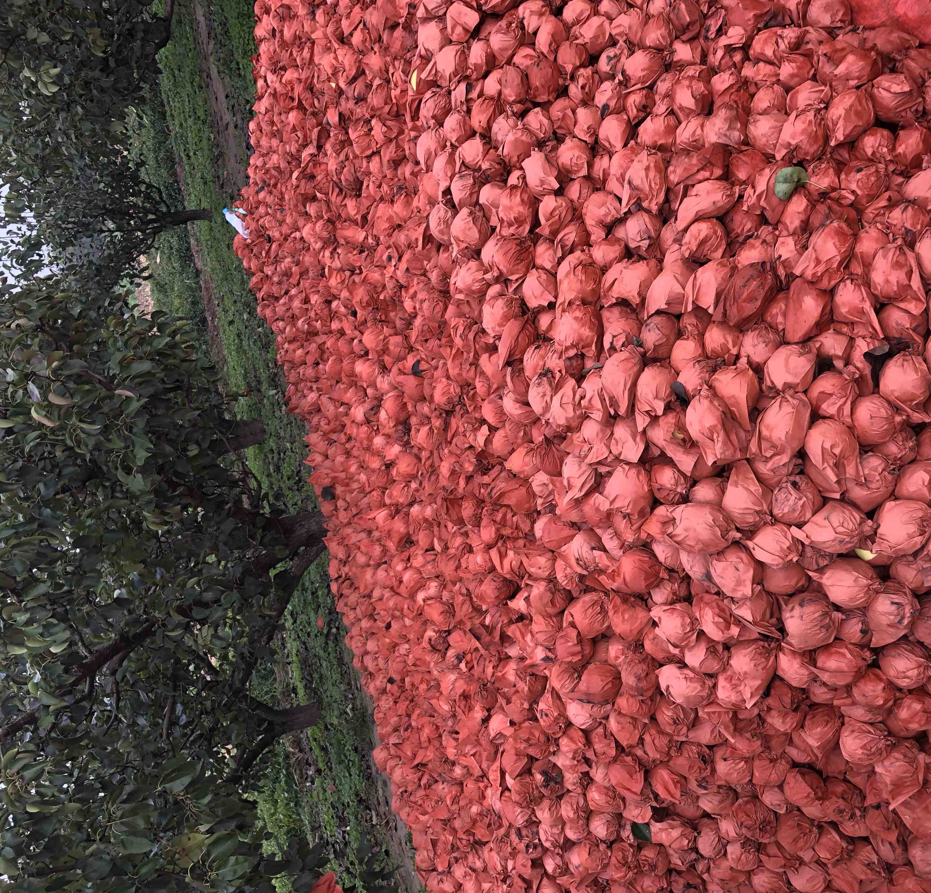 丰县酥梨深加工产品展示区,包括梨膏、果汁、果脯等多种形态的产品 酥梨深加工产品展示