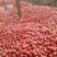 山东临沂西红柿基地，面向全国接单，支持代收代发，视频看货