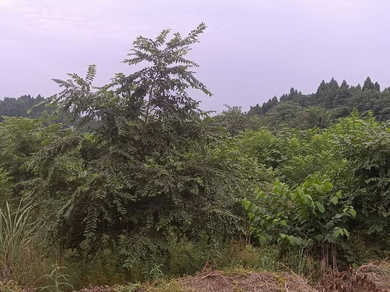朴树