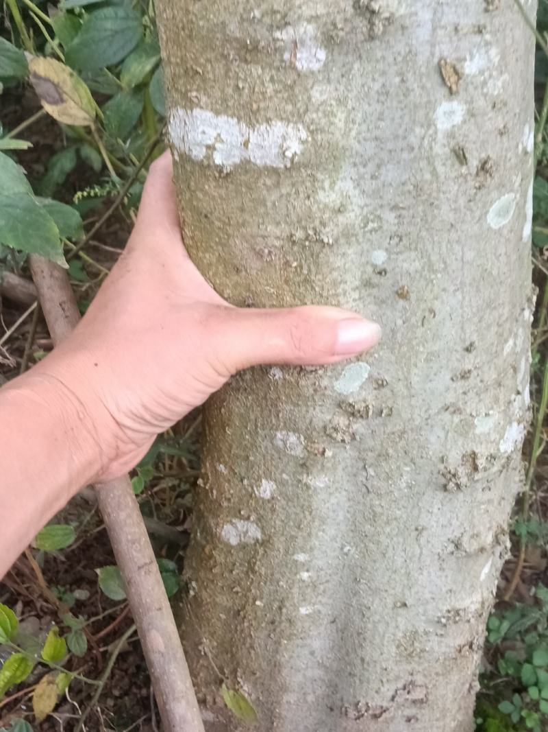 朴树