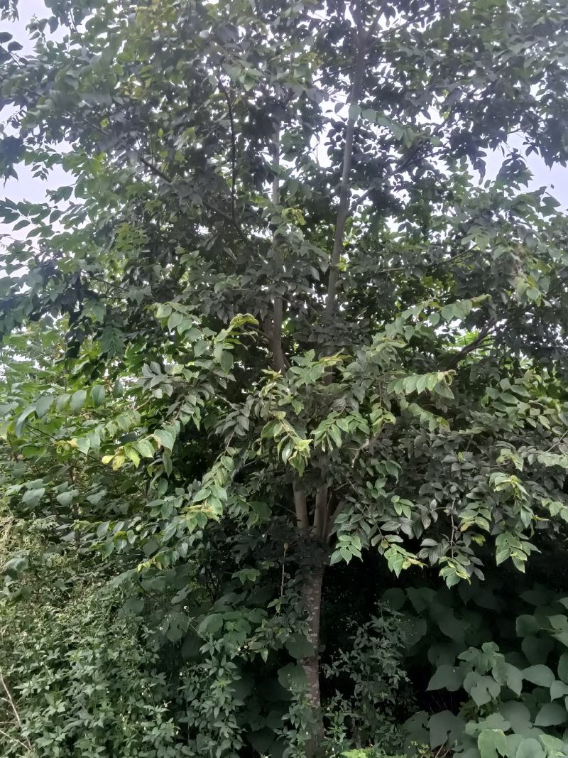 朴树