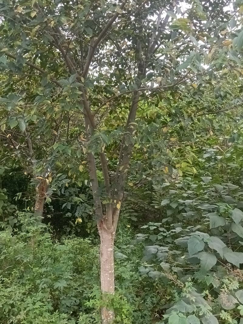 朴树