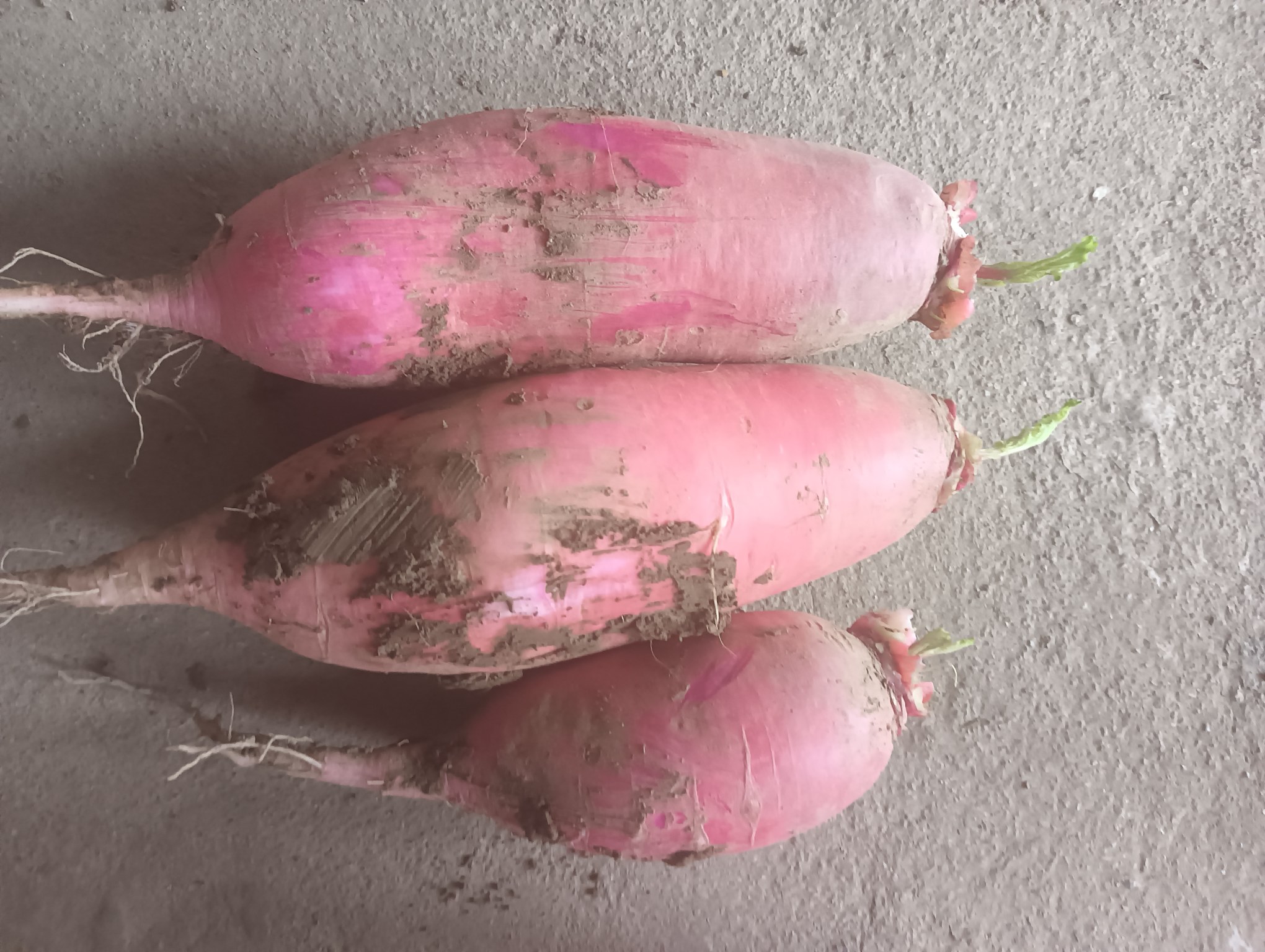 红皮萝卜的挑选与处理