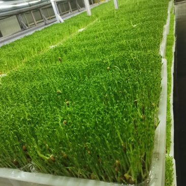 精品活体豌豆苗