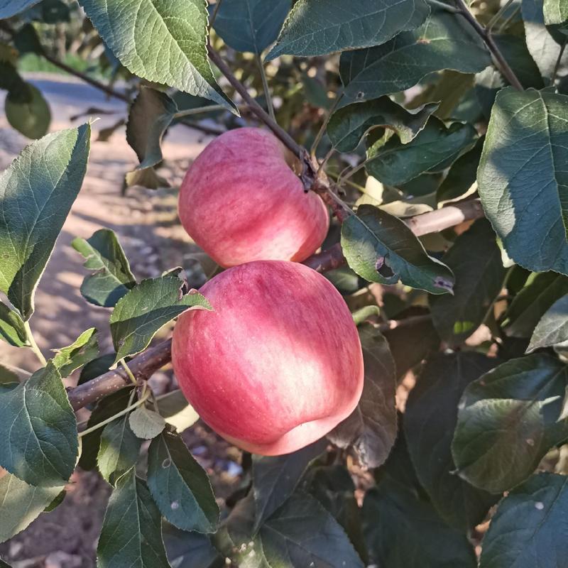 青龙高山苹果-优质红富士苹果一手货源视频看货
