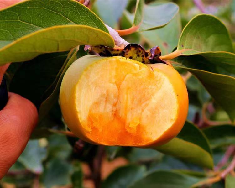 柿子蒸糕成品图