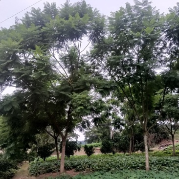 蓝花楹