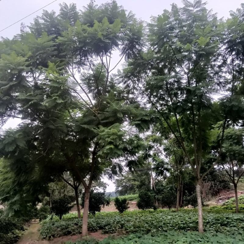 蓝花楹