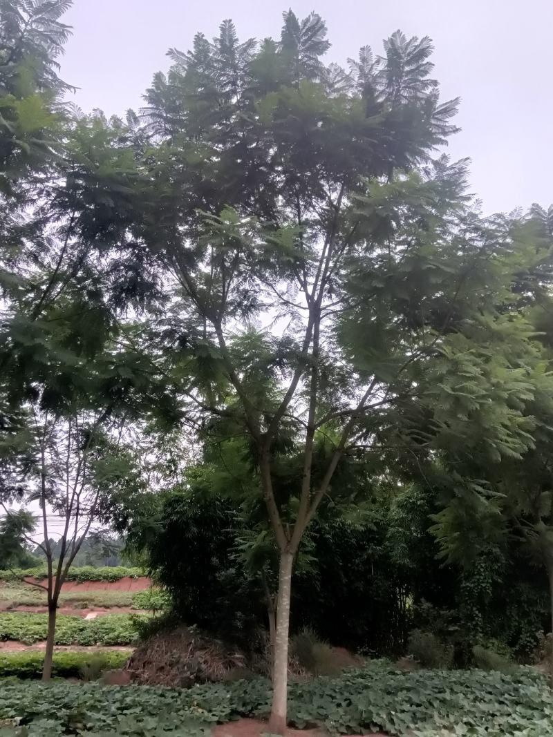 蓝花楹