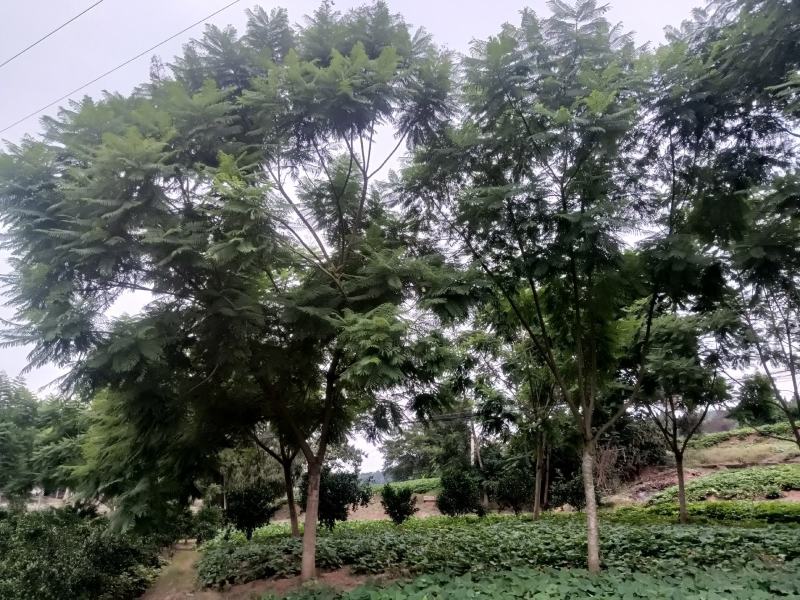 蓝花楹